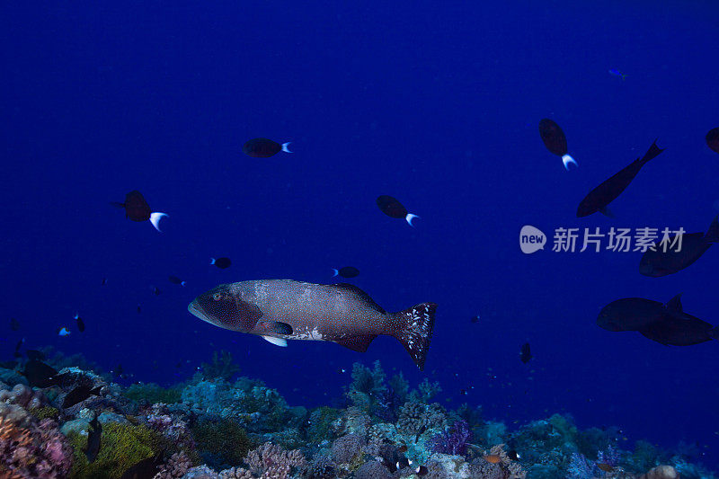 黑鞍珊瑚石斑鱼plectroomus laevis在著名的蓝色角落，黑暗相位，帕劳，密克罗尼西亚